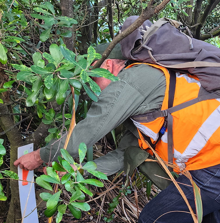 A field worker wearing an orange hi-vis vest and backpack inspecting vegetation and marking a monitoring stake within dense bush.