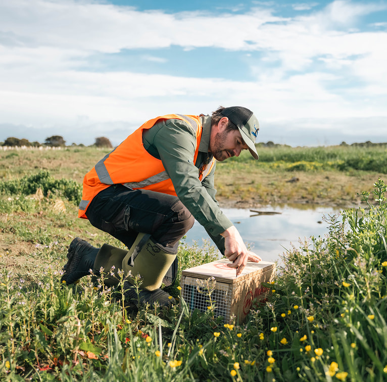 A Kūmānu fieldworker kneels beside a wetland area while checking a wooden predator trap surrounded by grasses and wildflowers.