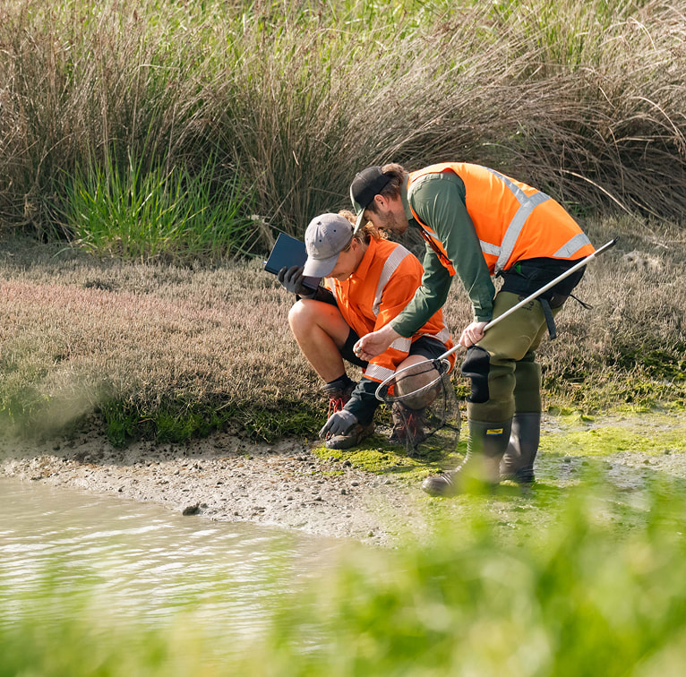 Kūmānu team members kneel at the edge of a wetland, examining the water and taking notes while using a small hand net.