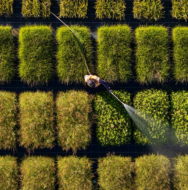 An aerial view of nursery plants arranged in neat rows, with a worker watering one of the sections using a long hose.