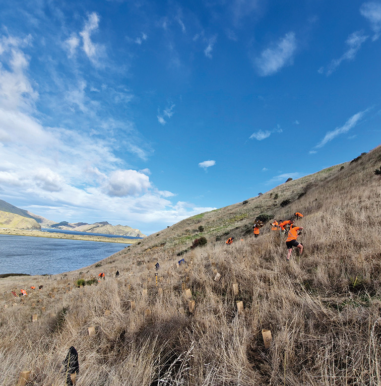 Kūmānu team members wearing high-visibility gear planting native seedlings across a steep coastal hillside overlooking the water.