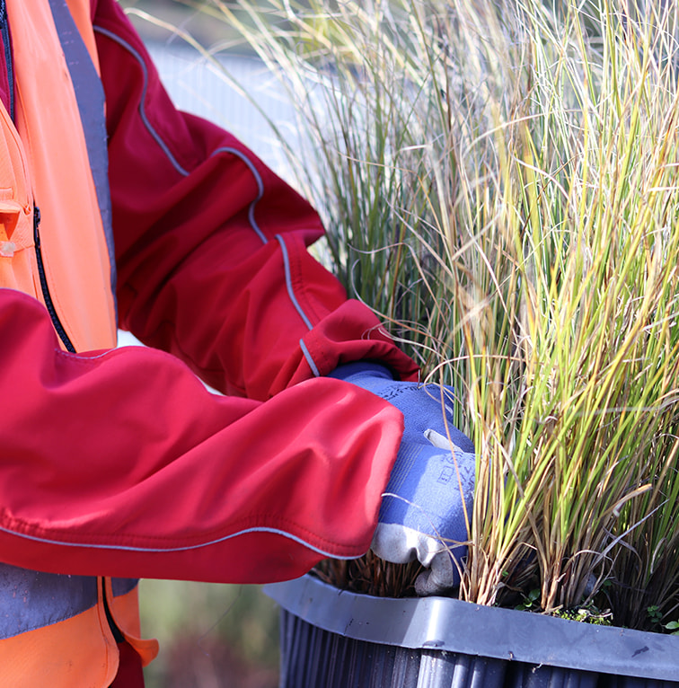A close-up of gloved hands lifting a tray of nursery plants, with long grasses spilling over the edge of the container.