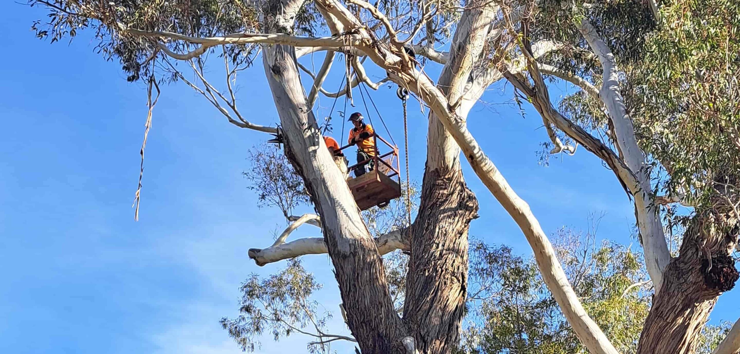 Kūmānu arborists working from an elevated platform high in a large eucalyptus tree, pruning branches under a clear blue sky