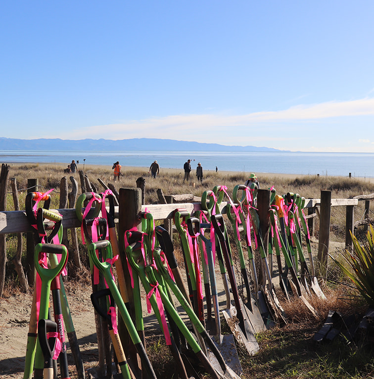 Shovels with bright pink ribbons tied to their handles lean against a wooden fence near a coastal planting site, with volunteers working in the dunes and the ocean visible in the background.