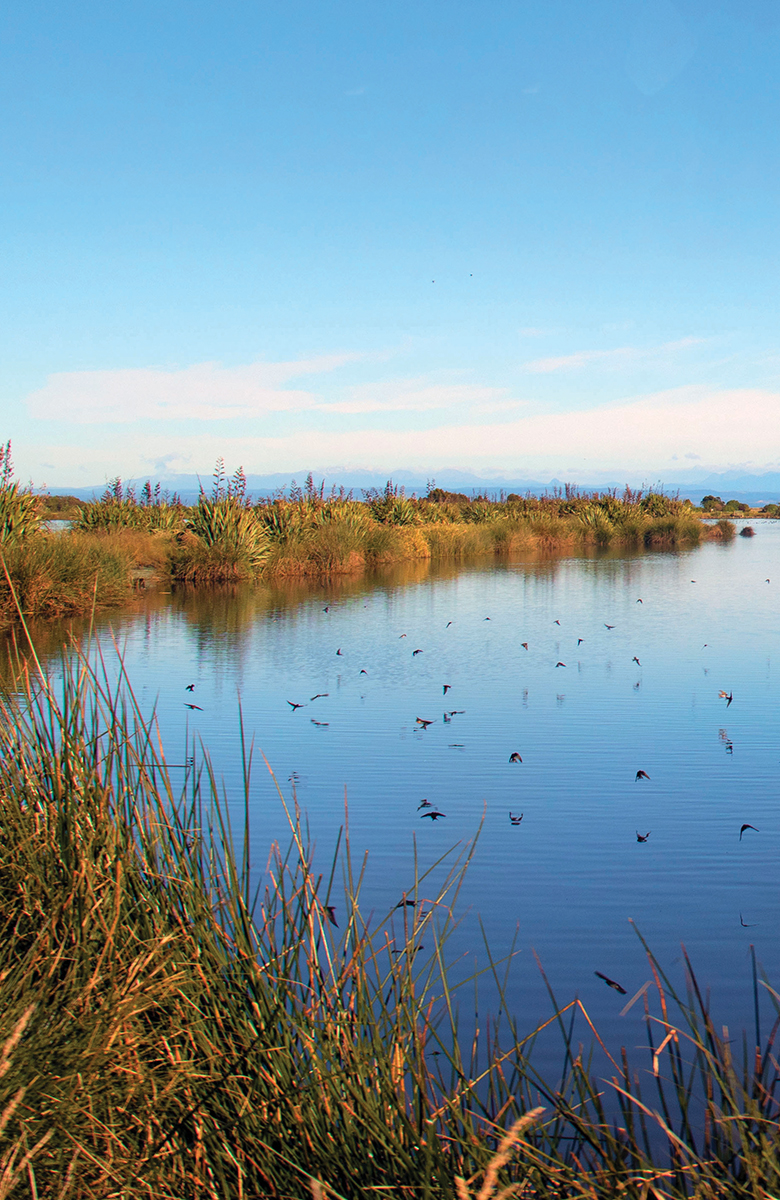Close-up view of wetland pond with reeds in the foreground, birds skimming the water, and mountains under a clear blue sky.