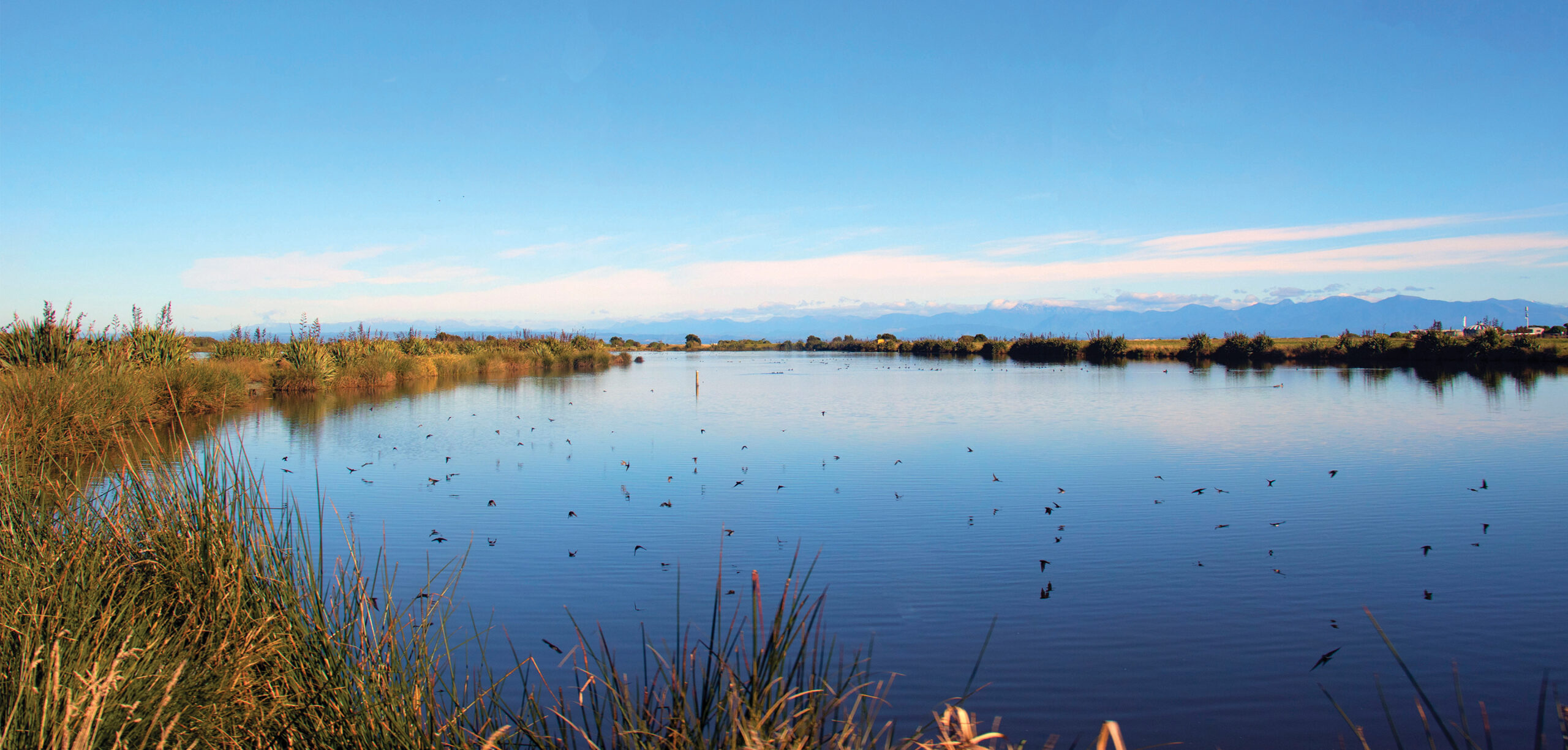 Calm wetland pond surrounded by reeds and native vegetation, with birds flying low over the water and distant mountains under a bright blue sky.
