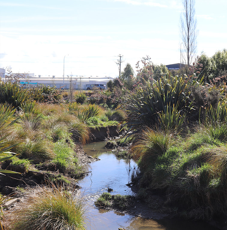 Small restored stream running through dense native vegetation with industrial buildings in the distance.