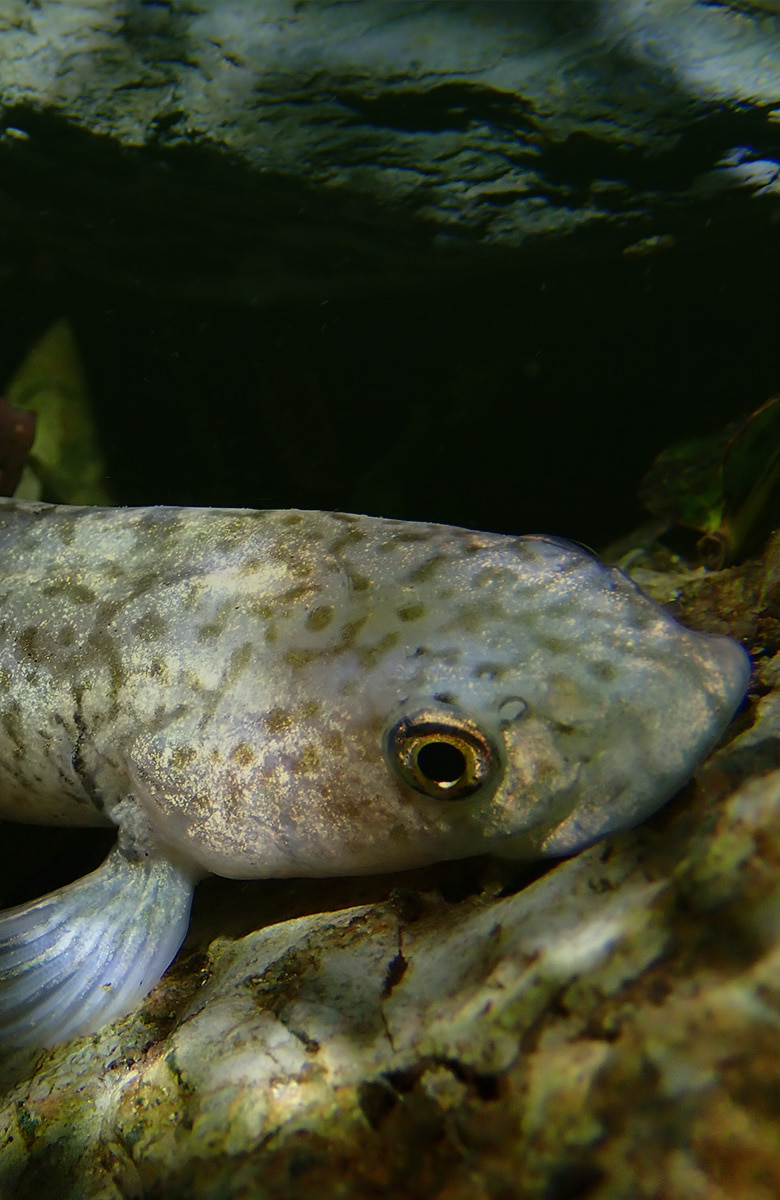 Close-up underwater shot of a mottled fish’s head and fin resting against submerged rocks