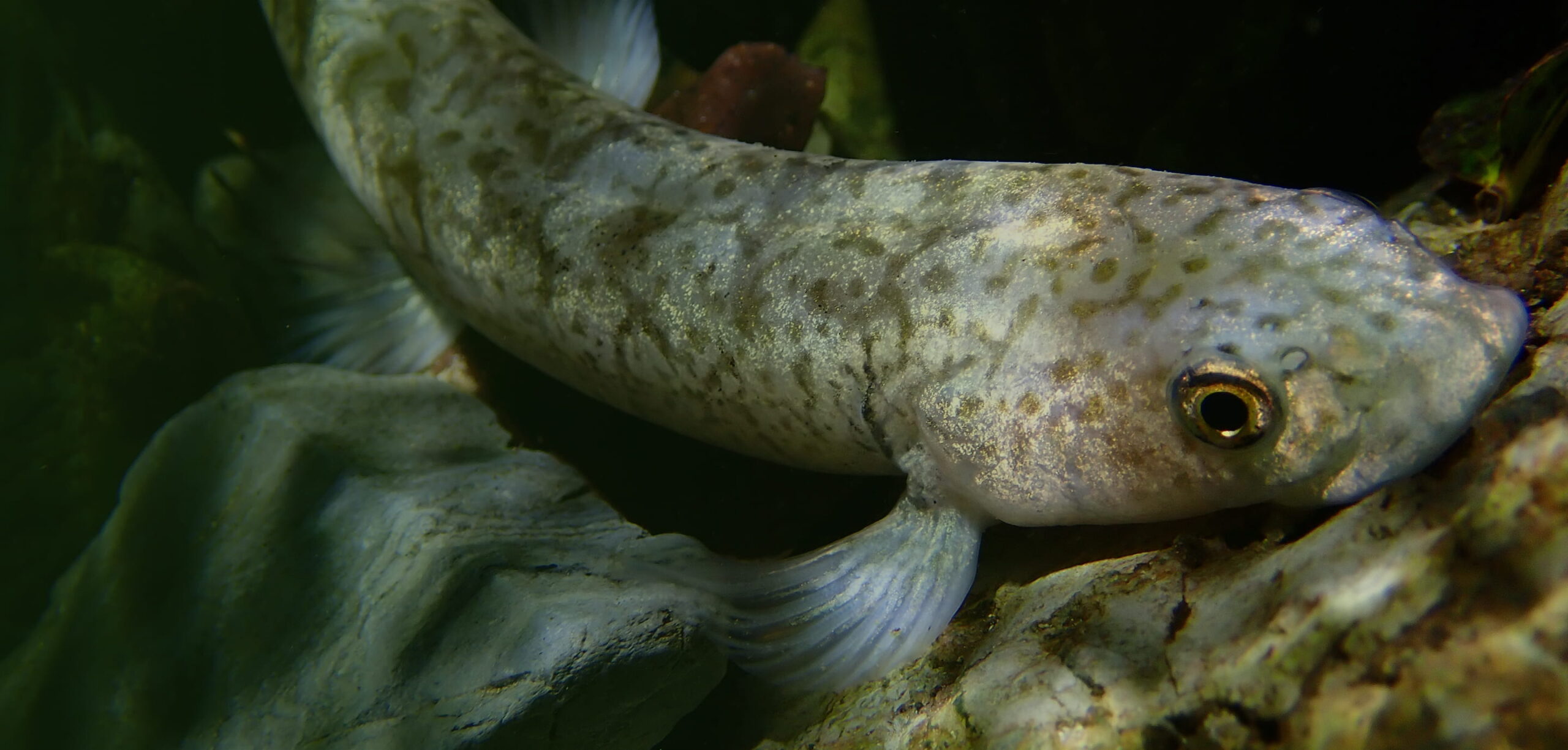 Close-up underwater view of a small mottled fish resting between rocks, with its fins spread and eye clearly visible
