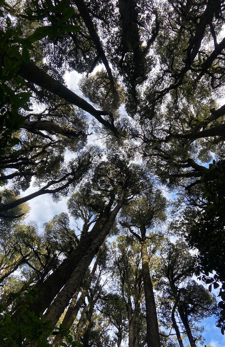 Looking up through tall native forest trees with dense leafy canopy and branches silhouetted against the sky