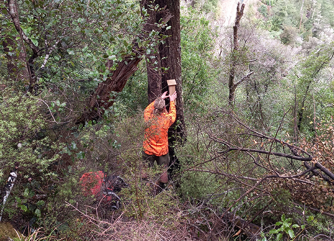 Field worker in high-visibility clothing attaching a wooden pest trap to a tree in dense bush