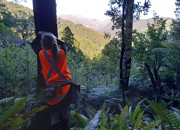 Field worker securing a pest trap to a tree on a hillside with forest and valley visible beyond