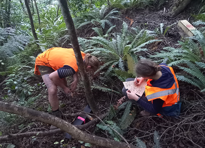 Two field workers in high-visibility clothing checking a pest trap and recording information among ferns and forest vegetation