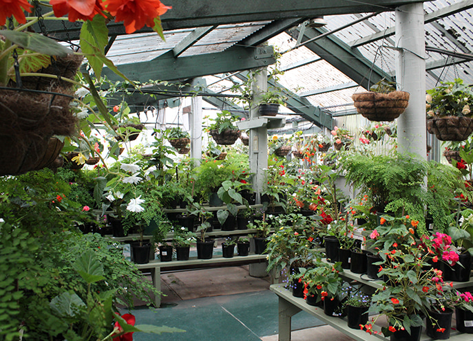 Inside the Washbourn Gardens glasshouse with rows of potted plants and hanging baskets under a timber frame roof