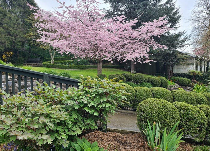 Pink cherry blossom tree, clipped shrubs, and a small bridge in the landscaped grounds of Washbourn Gardens