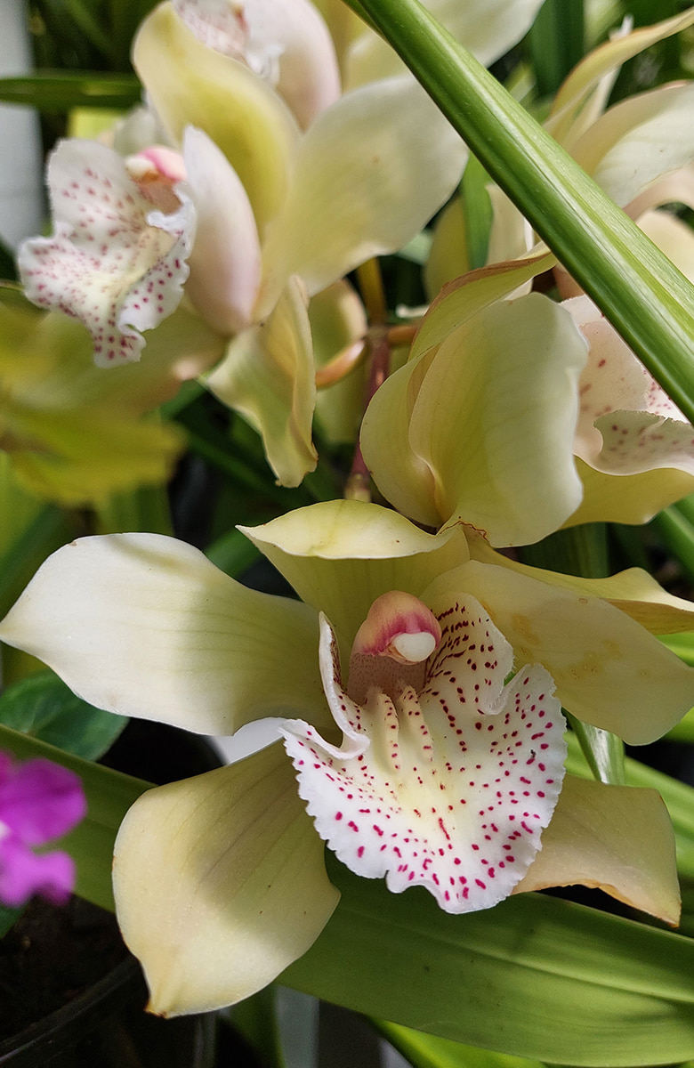 Detailed close-up of a creamy orchid flower with pink speckles and lush green leaves behind