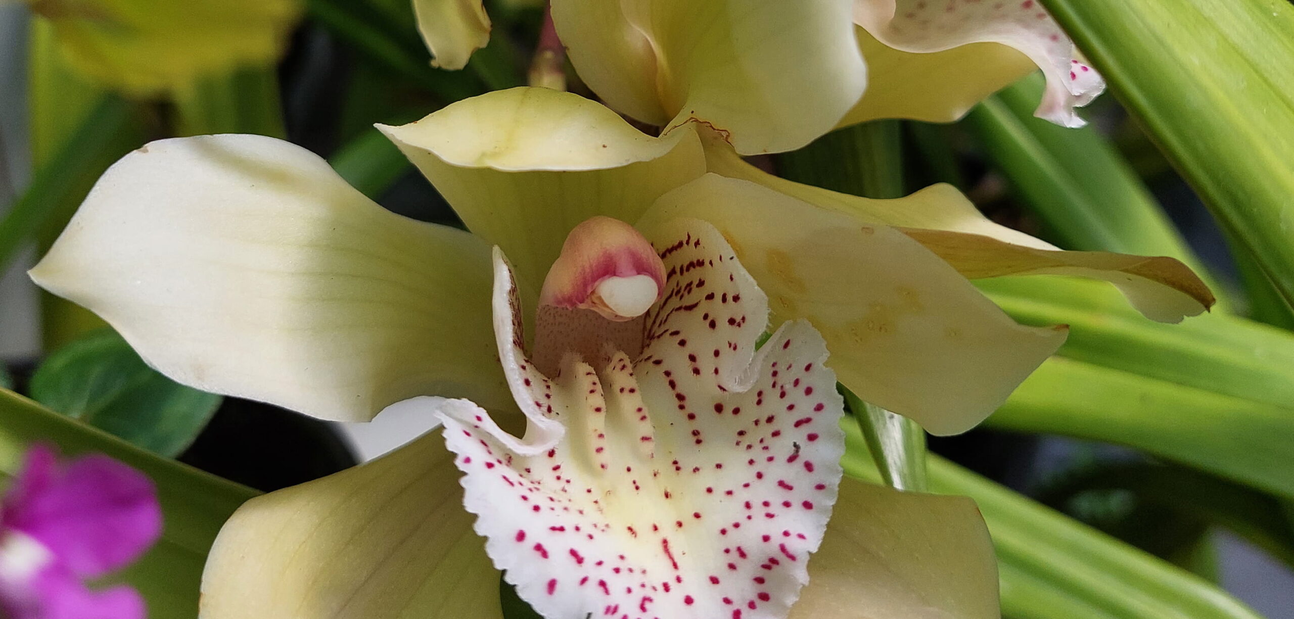 Detailed close-up of a creamy orchid flower with pink speckles and lush green leaves behind