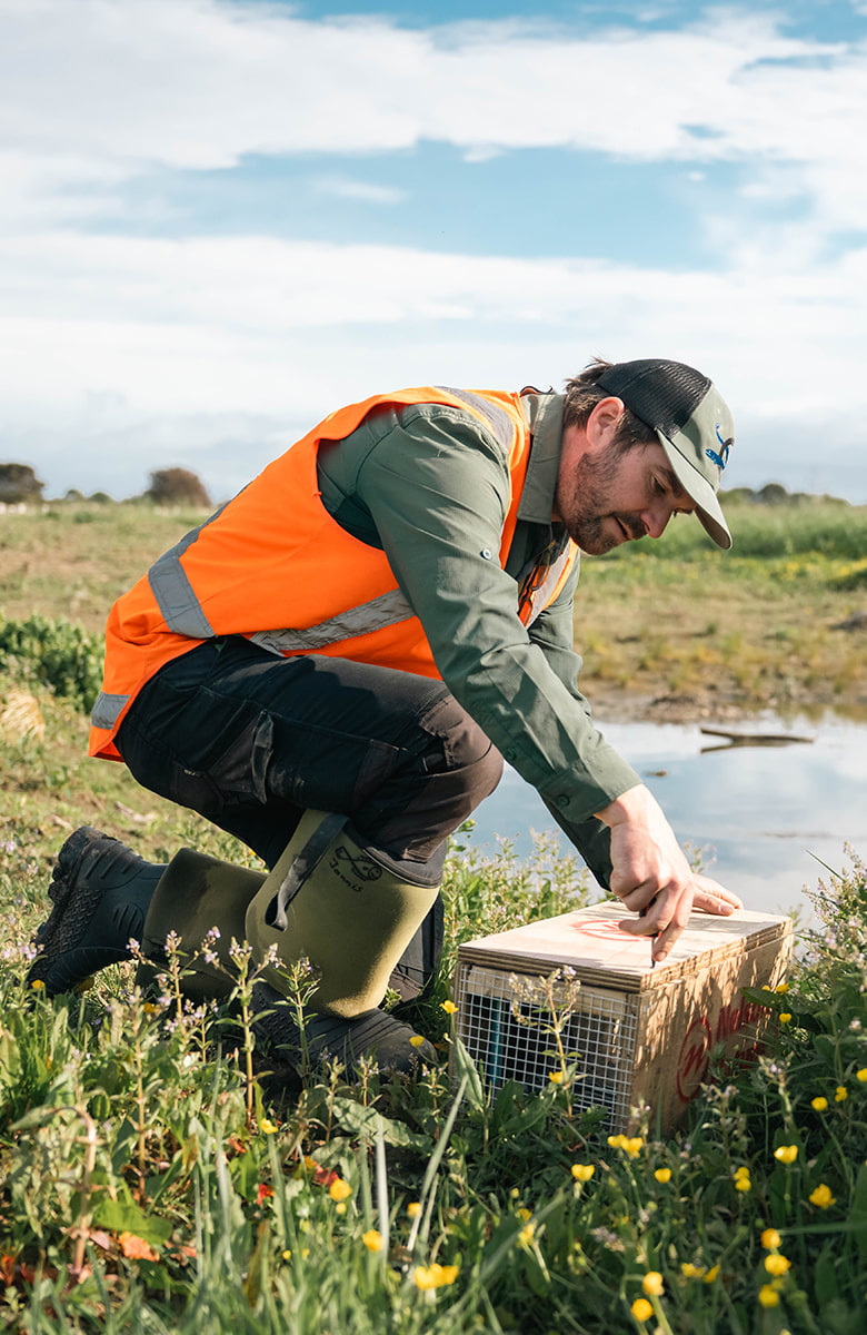 Field technician in high-visibility vest kneeling in wetland grass while setting a pest trap beside shallow water