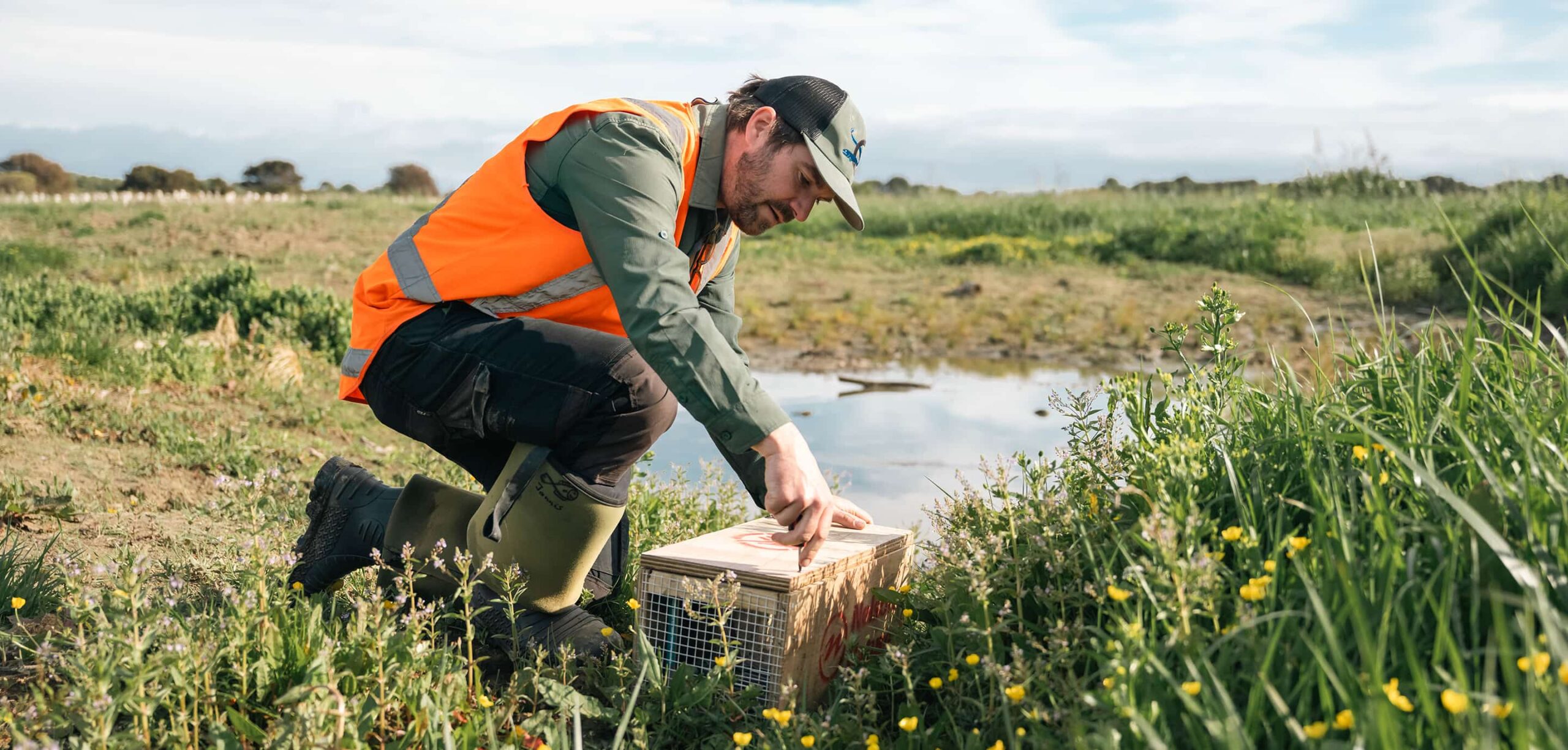 Field technician in high-visibility vest kneeling in wetland grass while setting a pest trap beside shallow water
