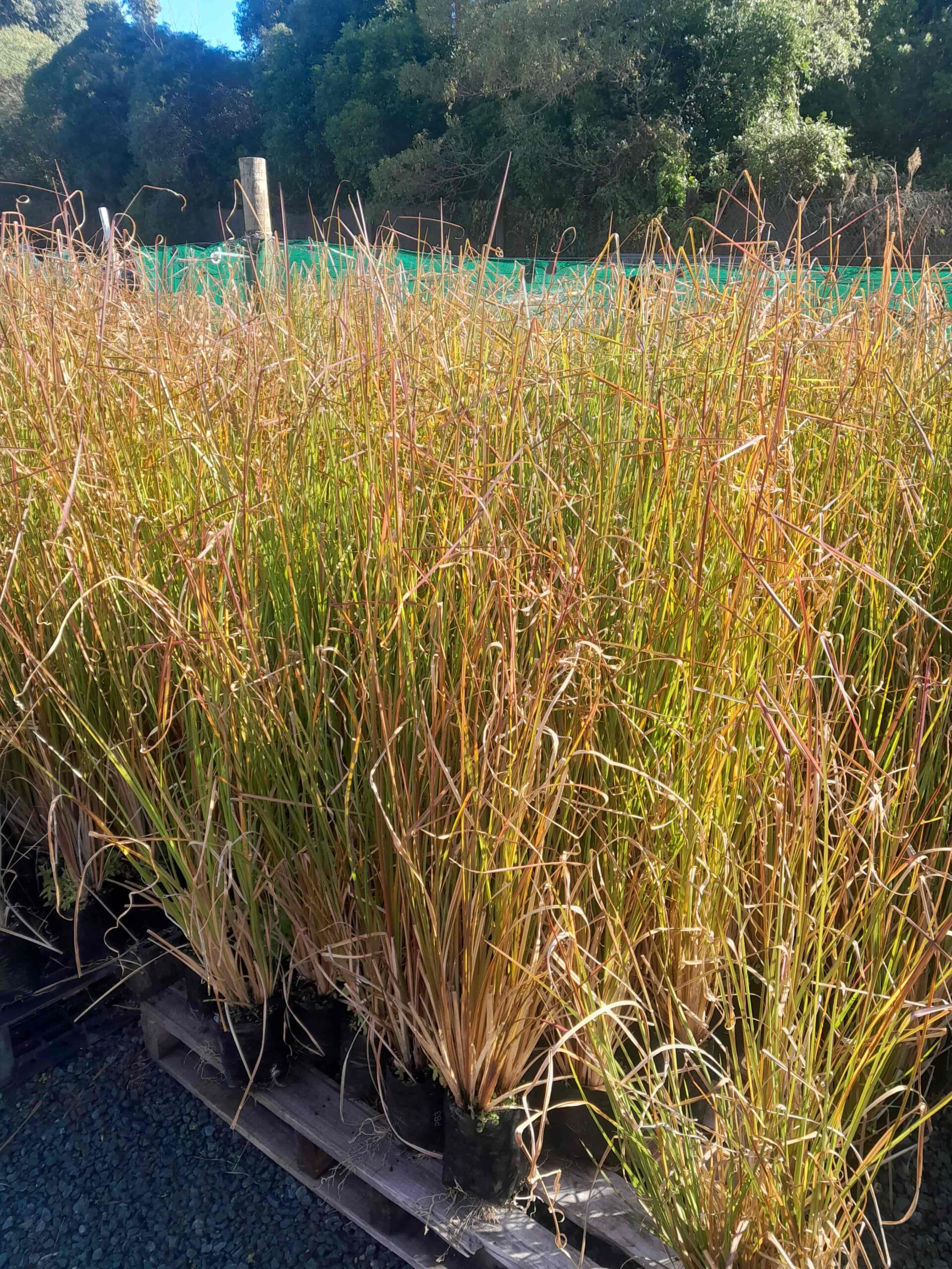 Vetiver Grass at our nursery in Nelson