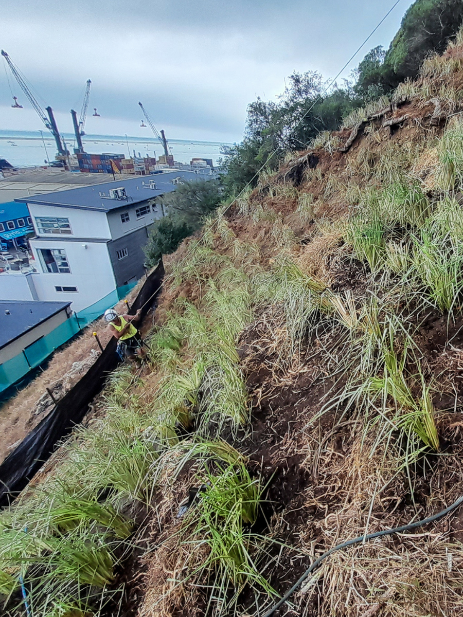 1500 Vetiver Grass plants have been planted on a steep bank in Nelson